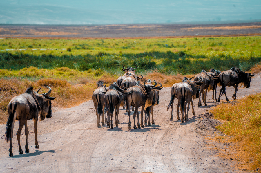 migration_serengetti_voyage_tanzanie