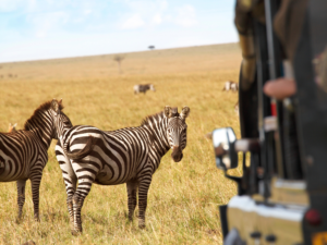 Top 7 des safaris écoresponsables en Afrique