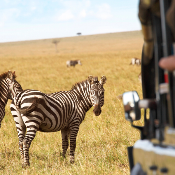 Top 7 des safaris écoresponsables en Afrique