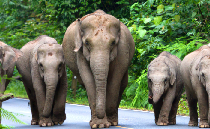 Circuit Thailande _ Doi Inthanon & Sanctuaire des Éléphants